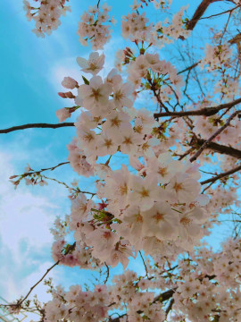 たくさんの予約ありがとうございます