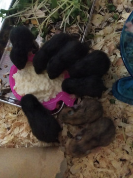 リエポンヌちゃんの2018/10/1 (月) 06:06のブログ