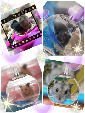 リエポンヌちゃんの2018/9/28 (金) 04:44のブログ