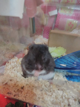 リエポンヌちゃんの2018/9/17 (月) 05:10のブログ