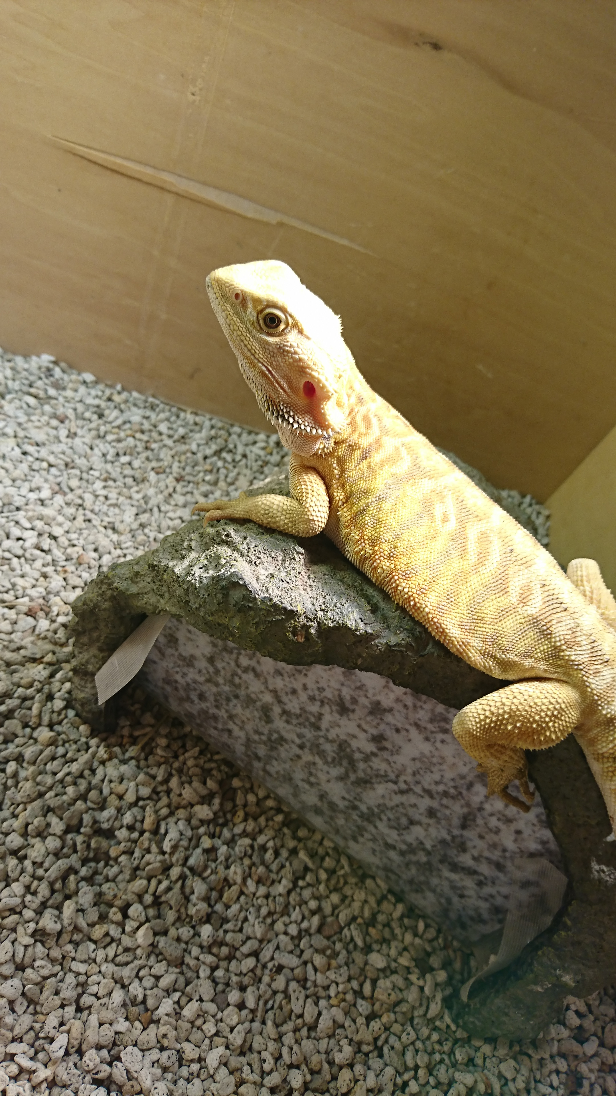 本日人生初チャット