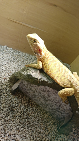 アカネちゃんの2018/10/4 (木) 22:46のブログ