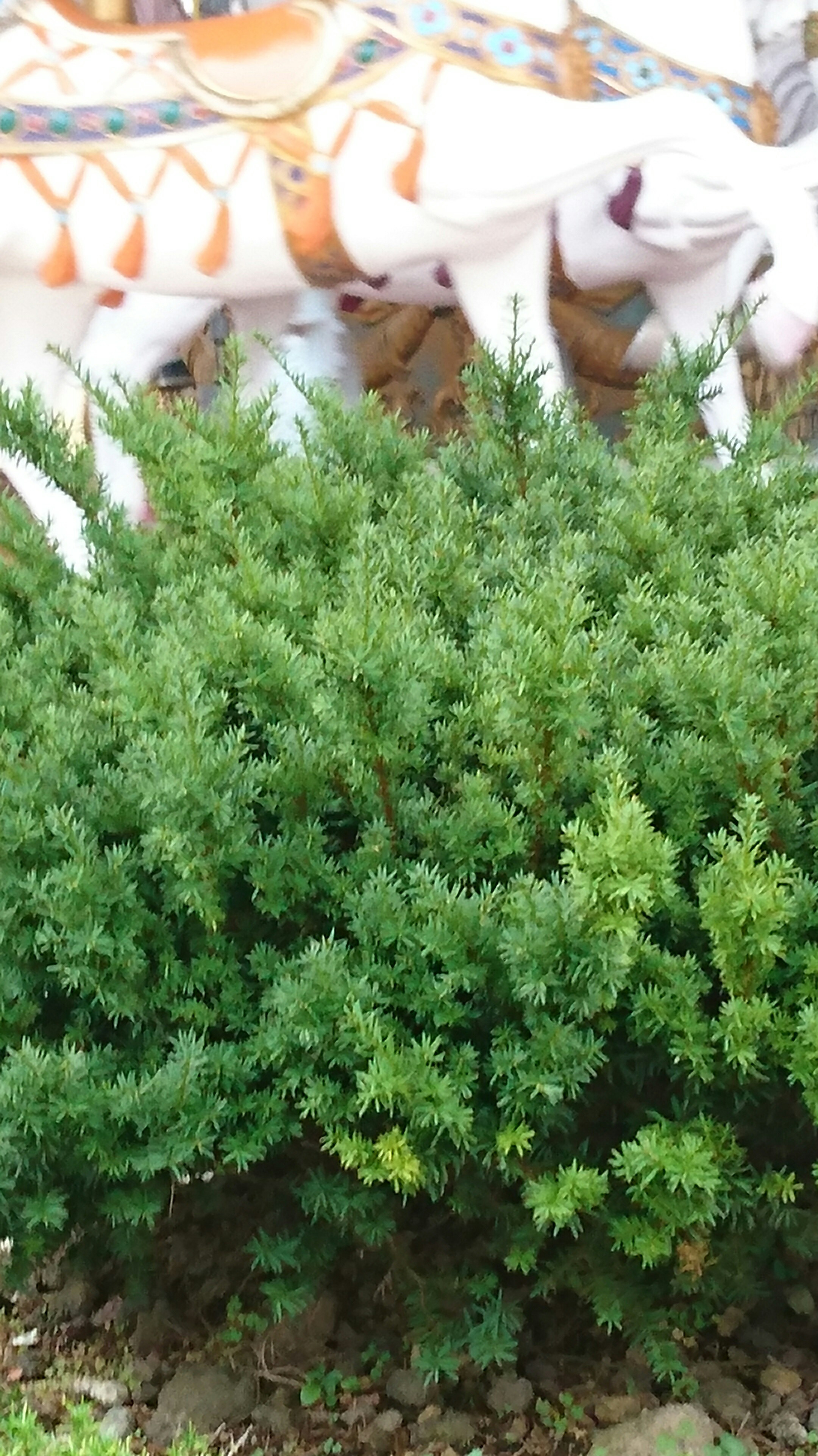 初の富士急ハイランド?