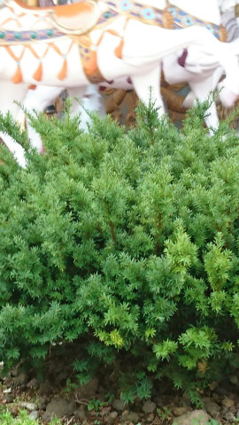 ブルーベリーちゃんの2019/3/11 (月) 13:41のブログ