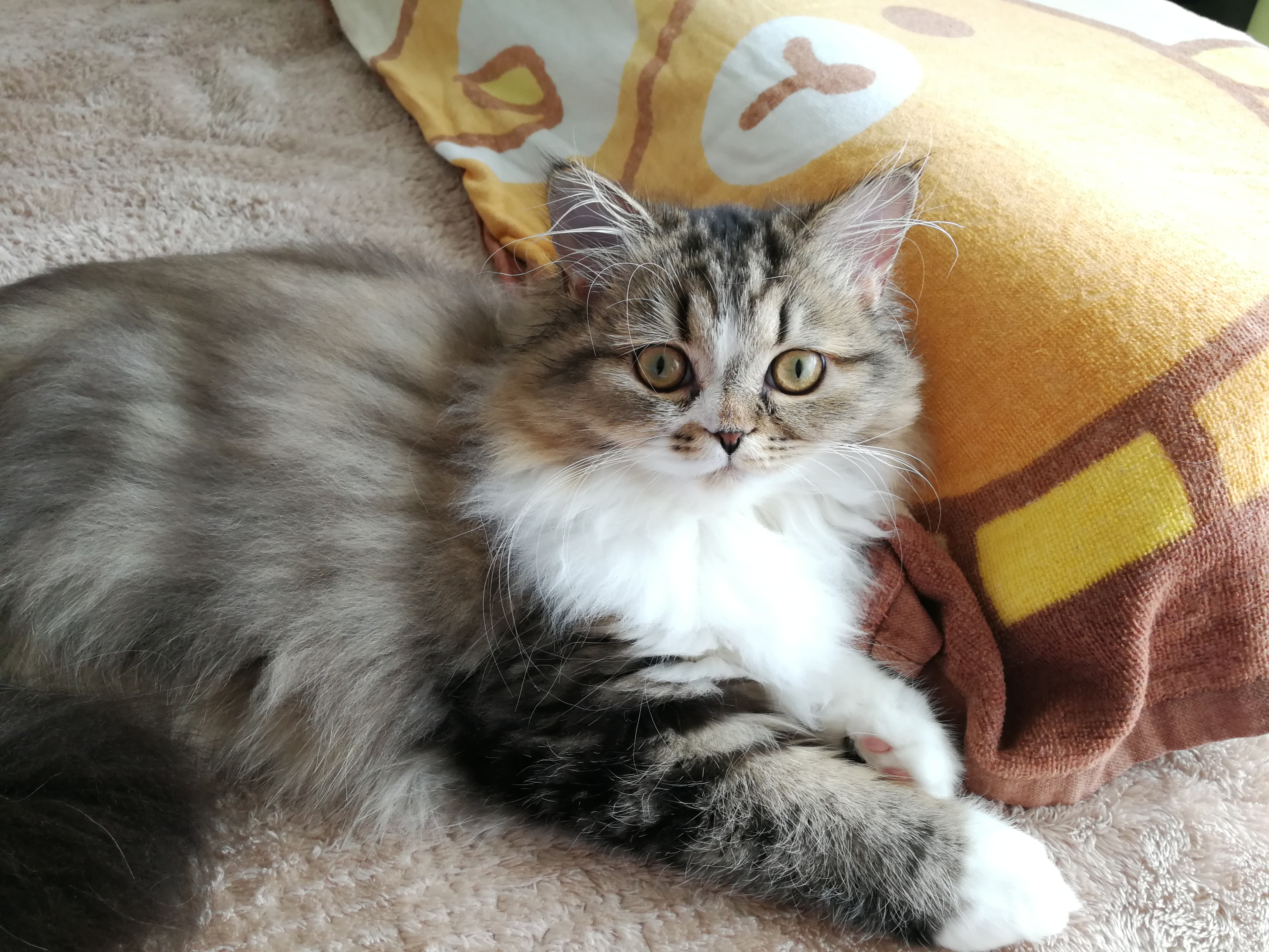 ねこの日??