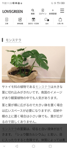 観葉植物