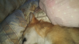 ここなちゃんの2019/5/30 (木) 00:22のブログ