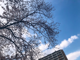 haruちゃんの2019/4/10 (水) 17:00のブログ