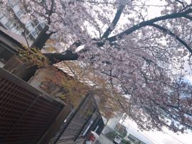 haruちゃんの2019/4/8 (月) 22:17のブログ