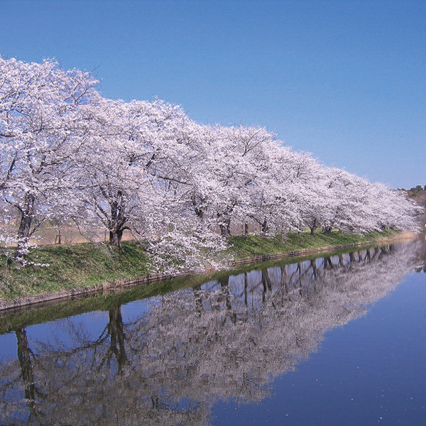 桜の下でお散歩