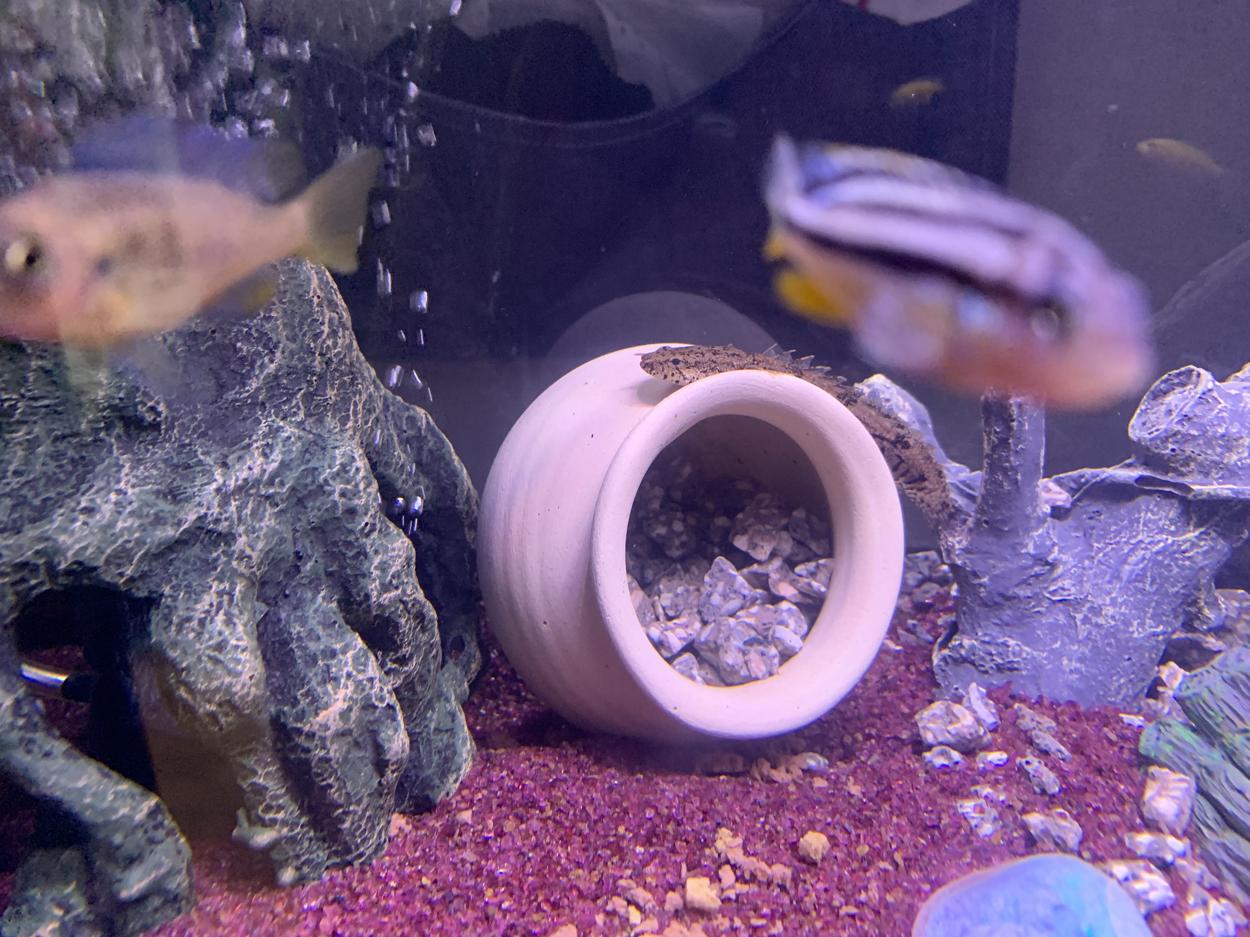 新しい家族が増えました笑