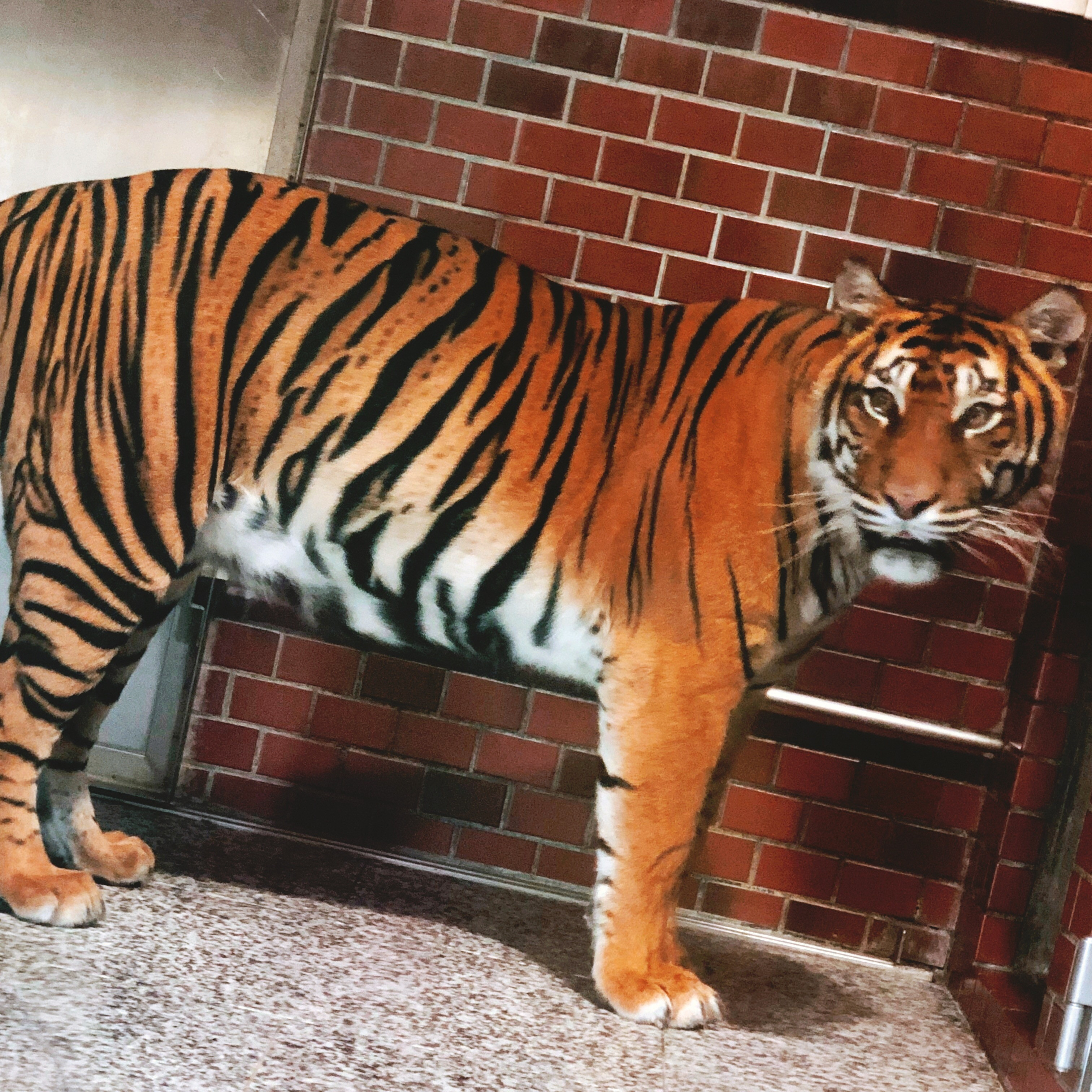 どうぶつえん！