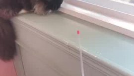 ぽちゃんちゃんの2019/5/28 (火) 23:20のブログ