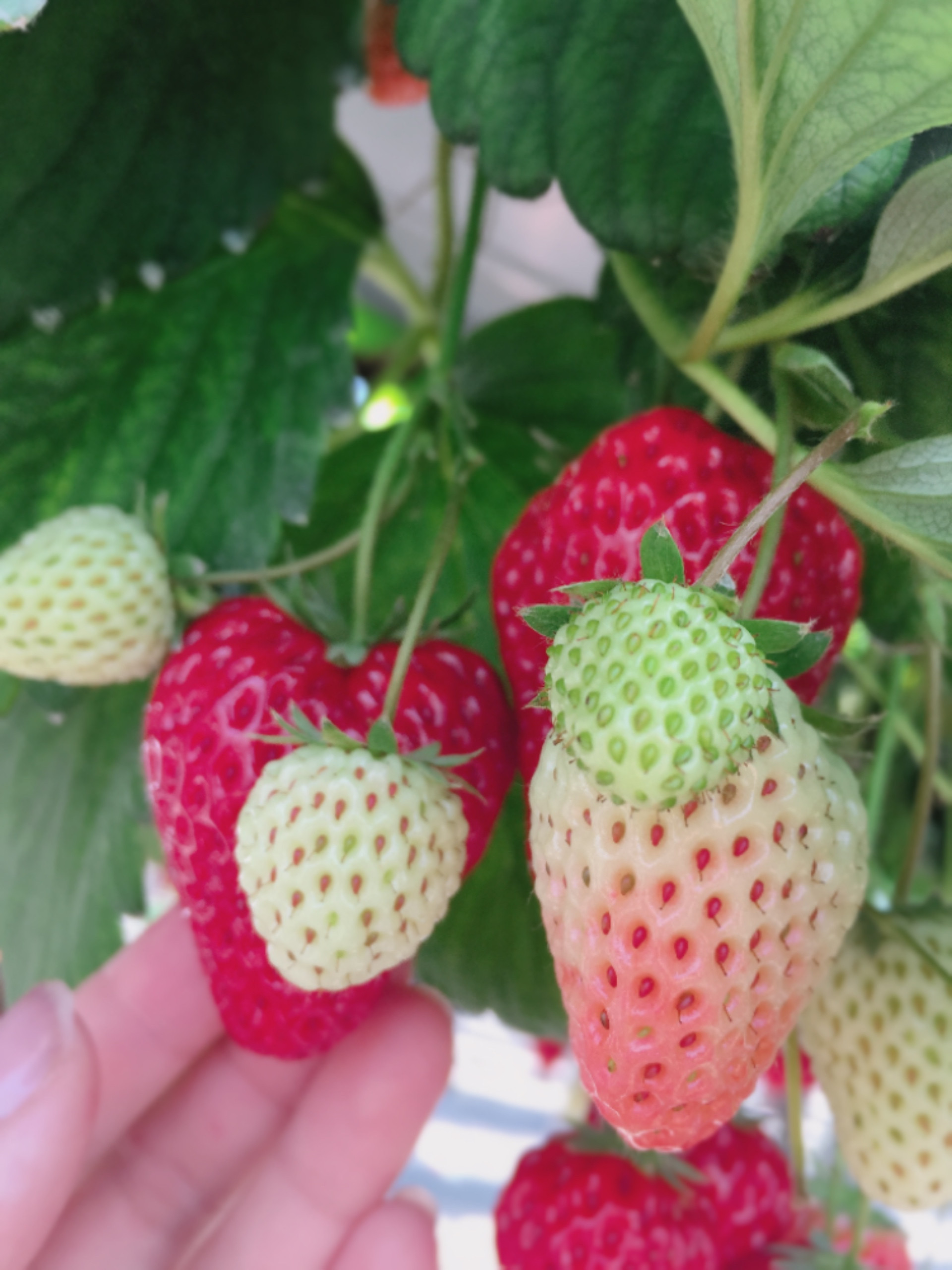 教えてください?