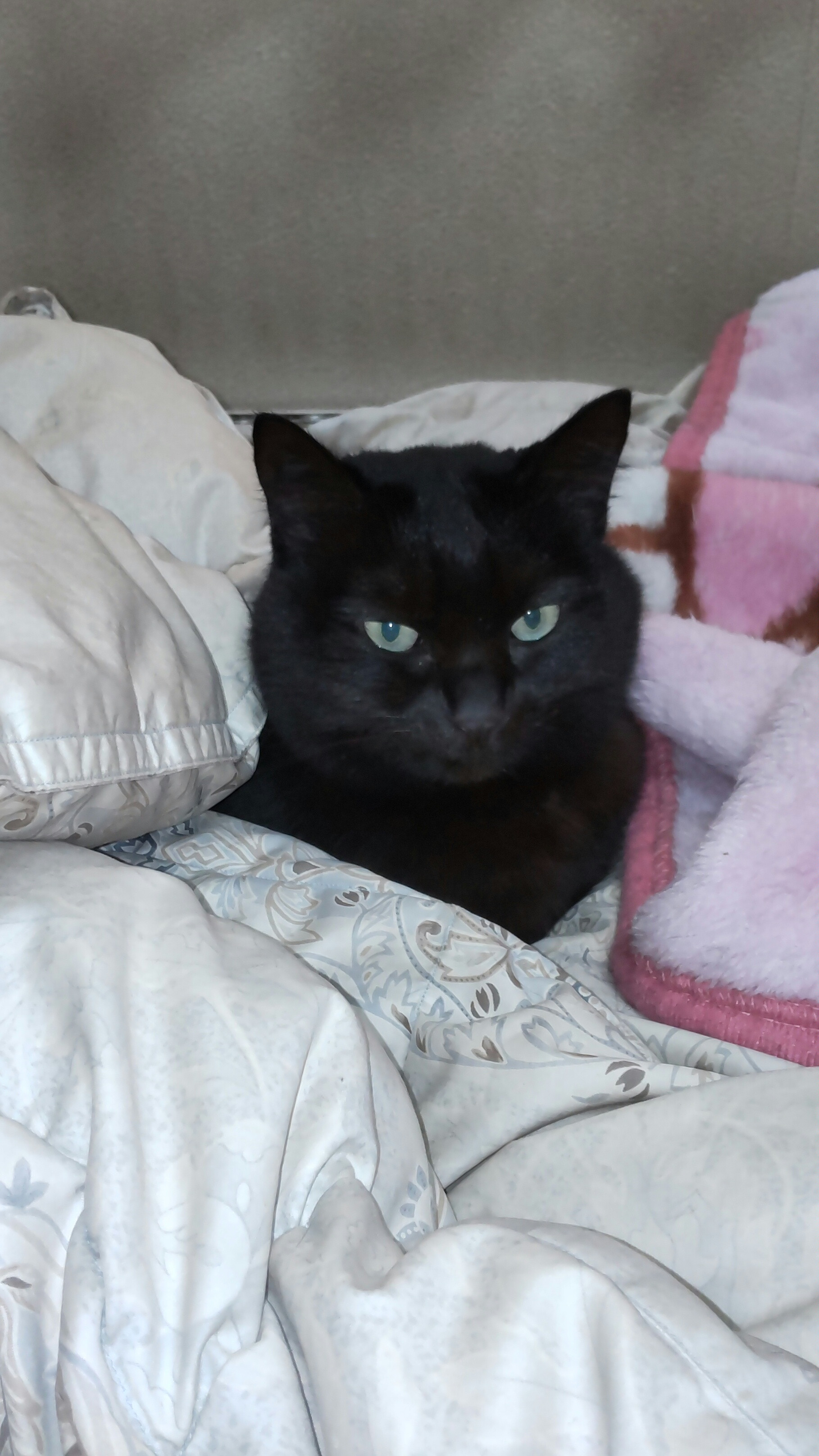 我が家の女王様猫?