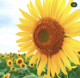 はなちゃんの2019/6/11 (火) 22:01のブログ