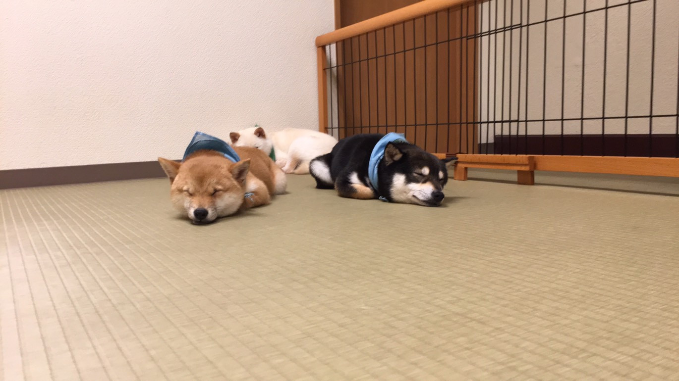 人生初の豆しばカフェ