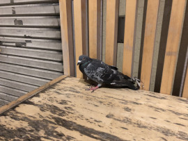 鳩