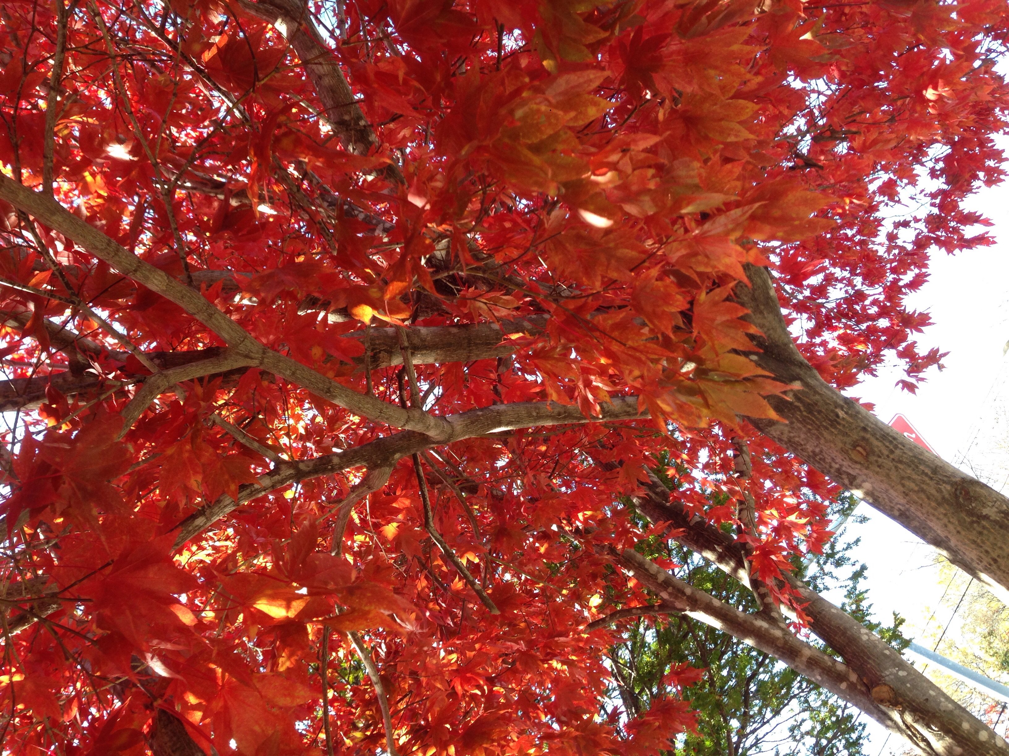 寒くなりましたね