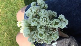 お花もらいました