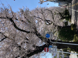 桜満開