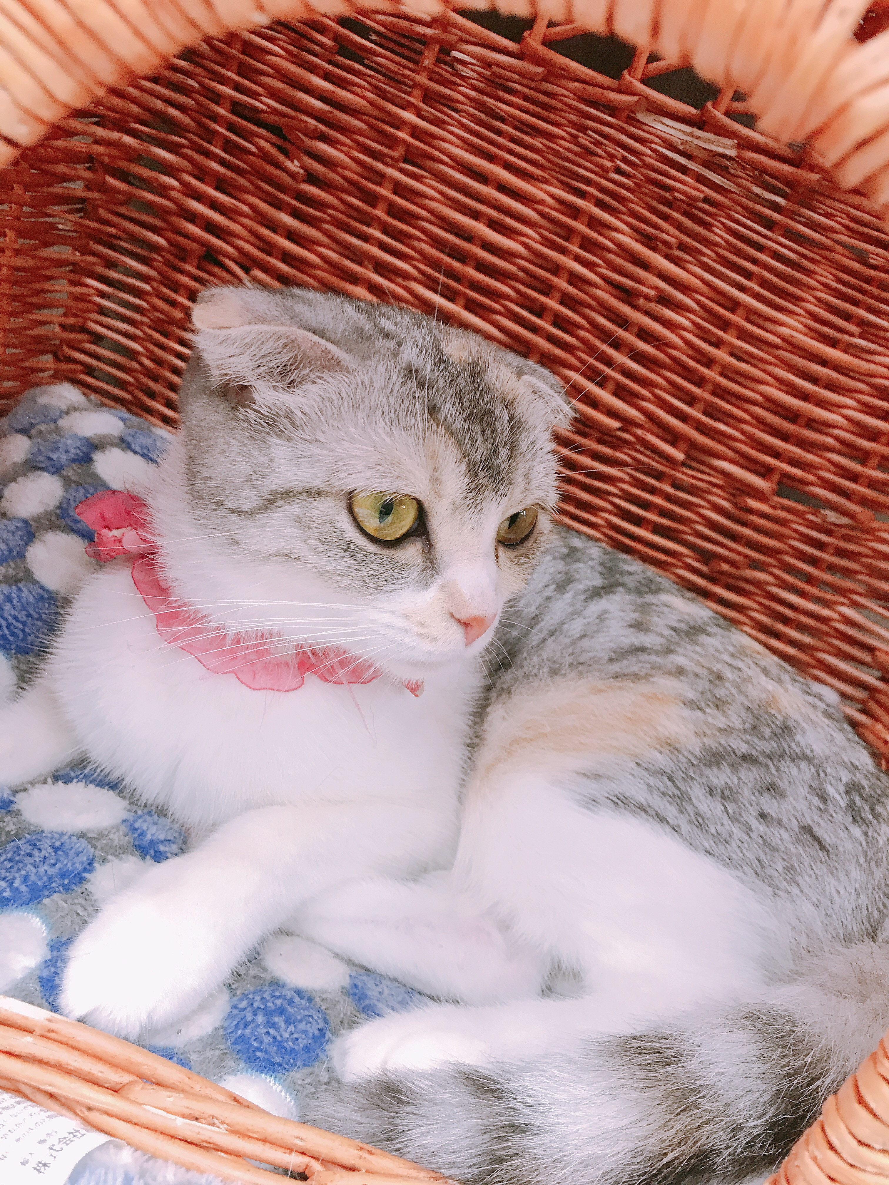 ぽぽろちゃんの2019/10/9 (水) 13:08のブログ