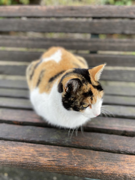 猫さん見つけたぉ?