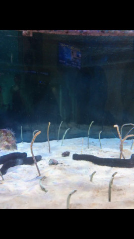 水族館(*´?`*)