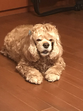 ぐぅちゃんの2020/5/21 (木) 10:20のブログ