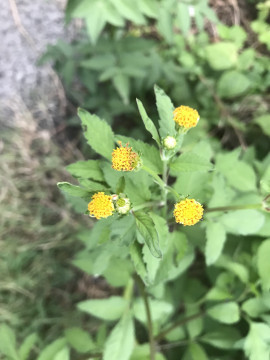 なつりちゃんの2020/9/12 (土) 07:08のブログ