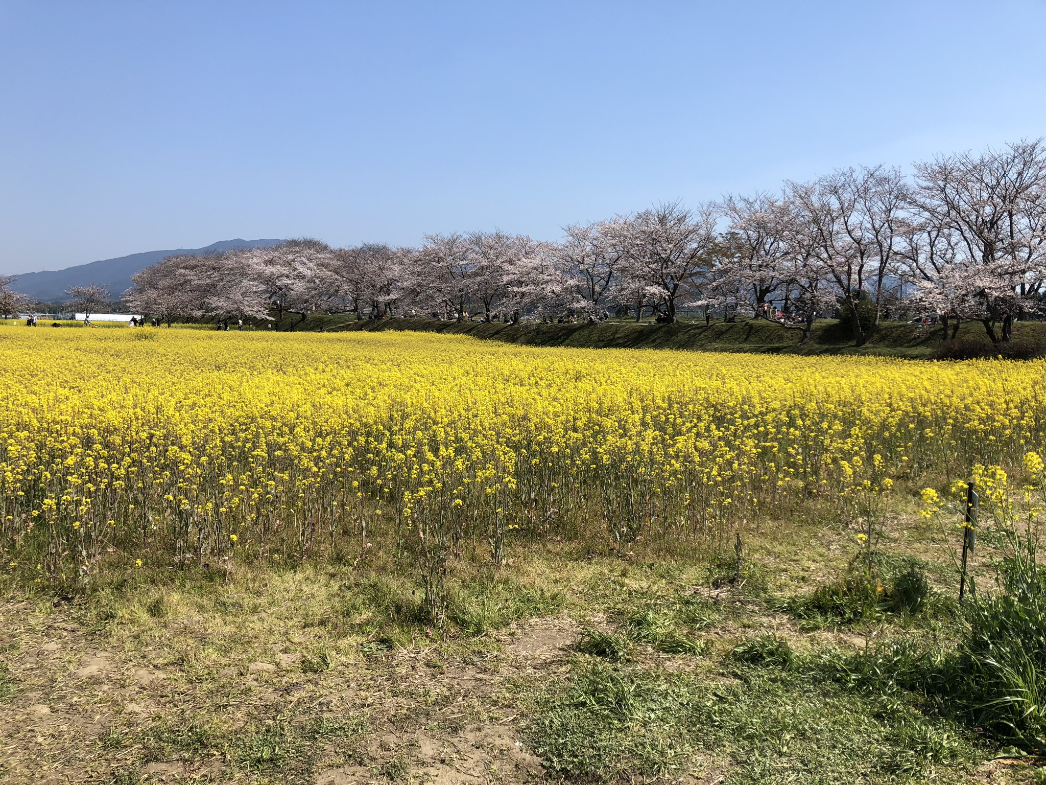 さくら