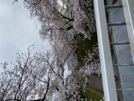 るるちゃんの2020/3/31 (火) 22:30のブログ