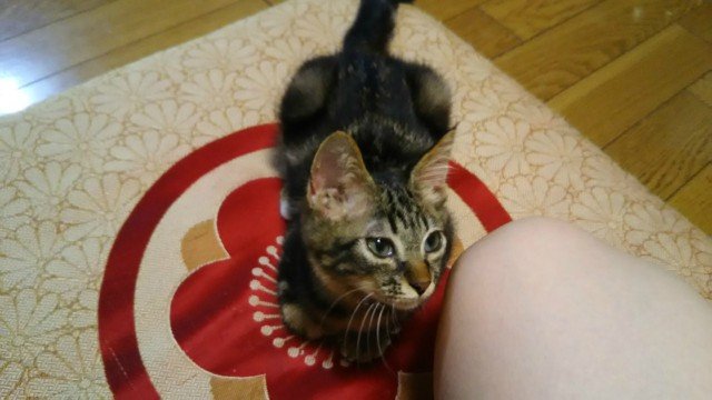 慣れてきたにゃ