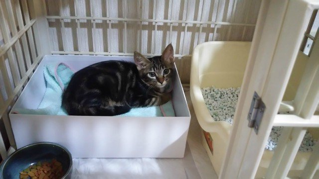 猫を貰ってきました！（猫好きさん必見！）