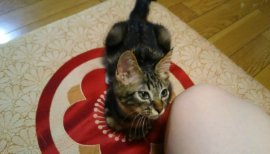 幸子ちゃんの2016/8/25 (木) 16:07のブログ