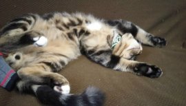 幸子ちゃんの2017/1/23 (月) 21:15のブログ