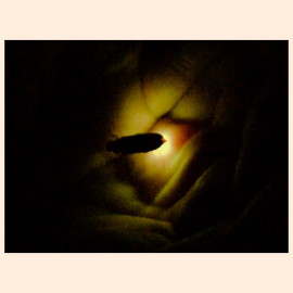 今年も