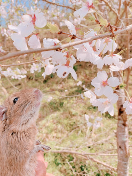 ミトちゃんの2020/4/4 (土) 16:28のブログ