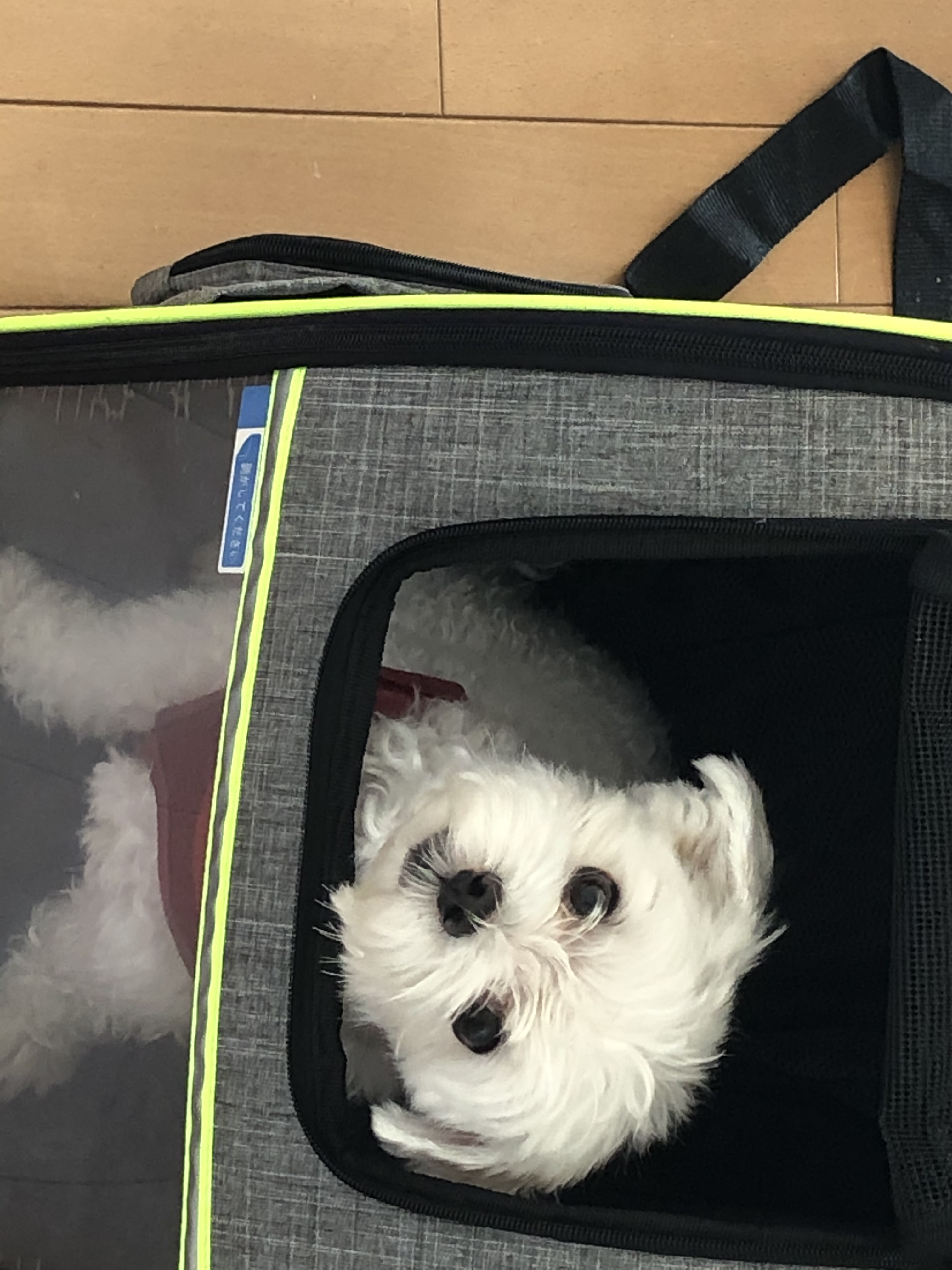 初めてののんのんブログ！愛犬も添えて