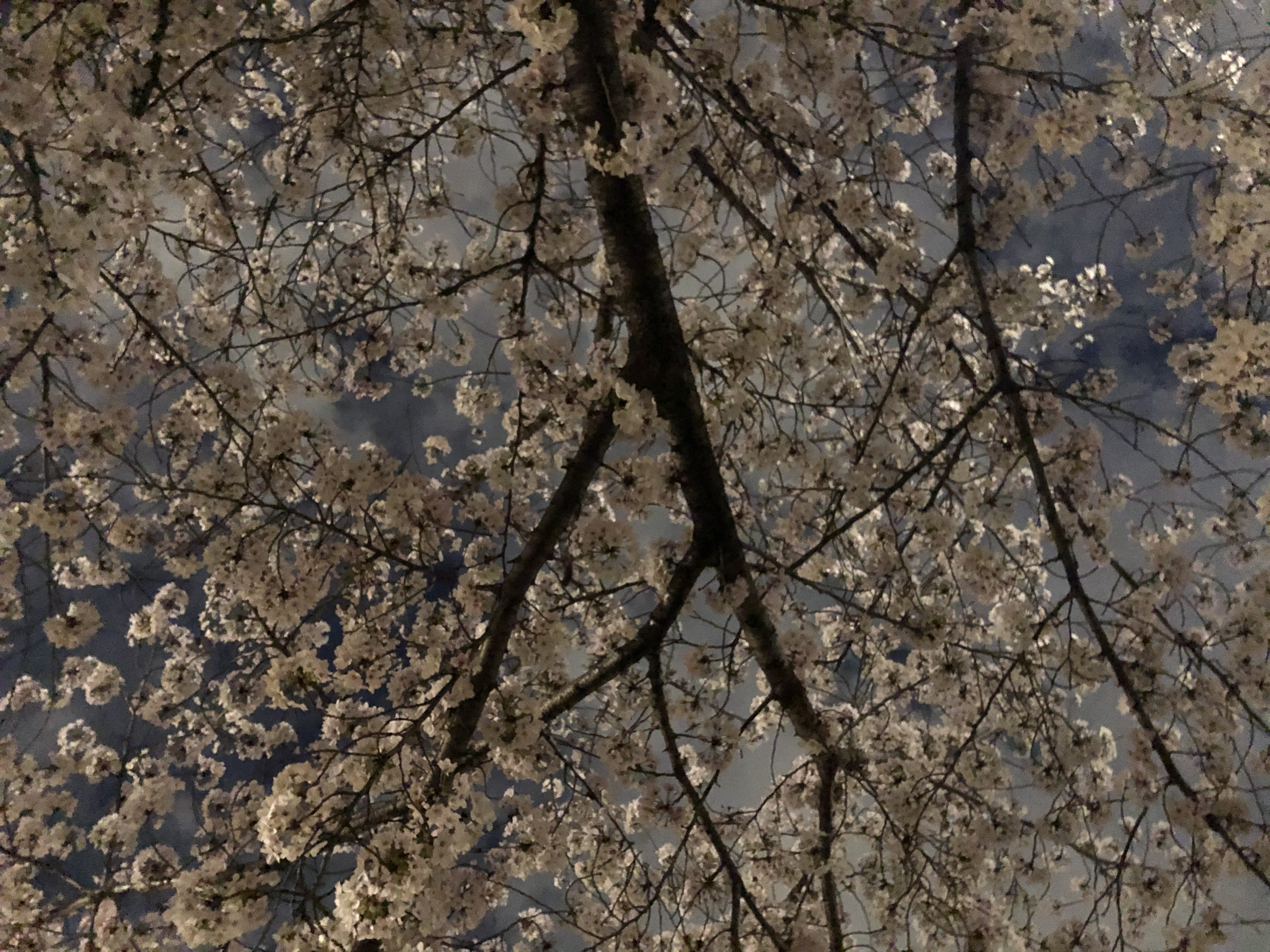 今日ののんのんブログ??のんのんを