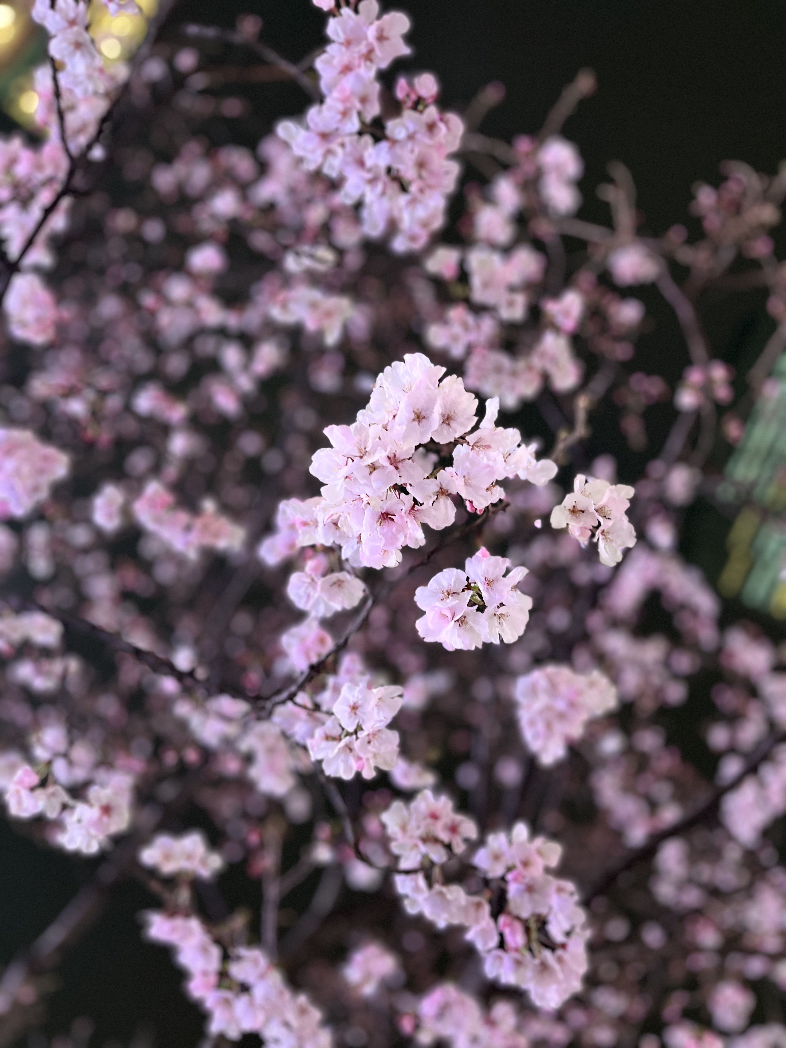 昨日散歩してたら