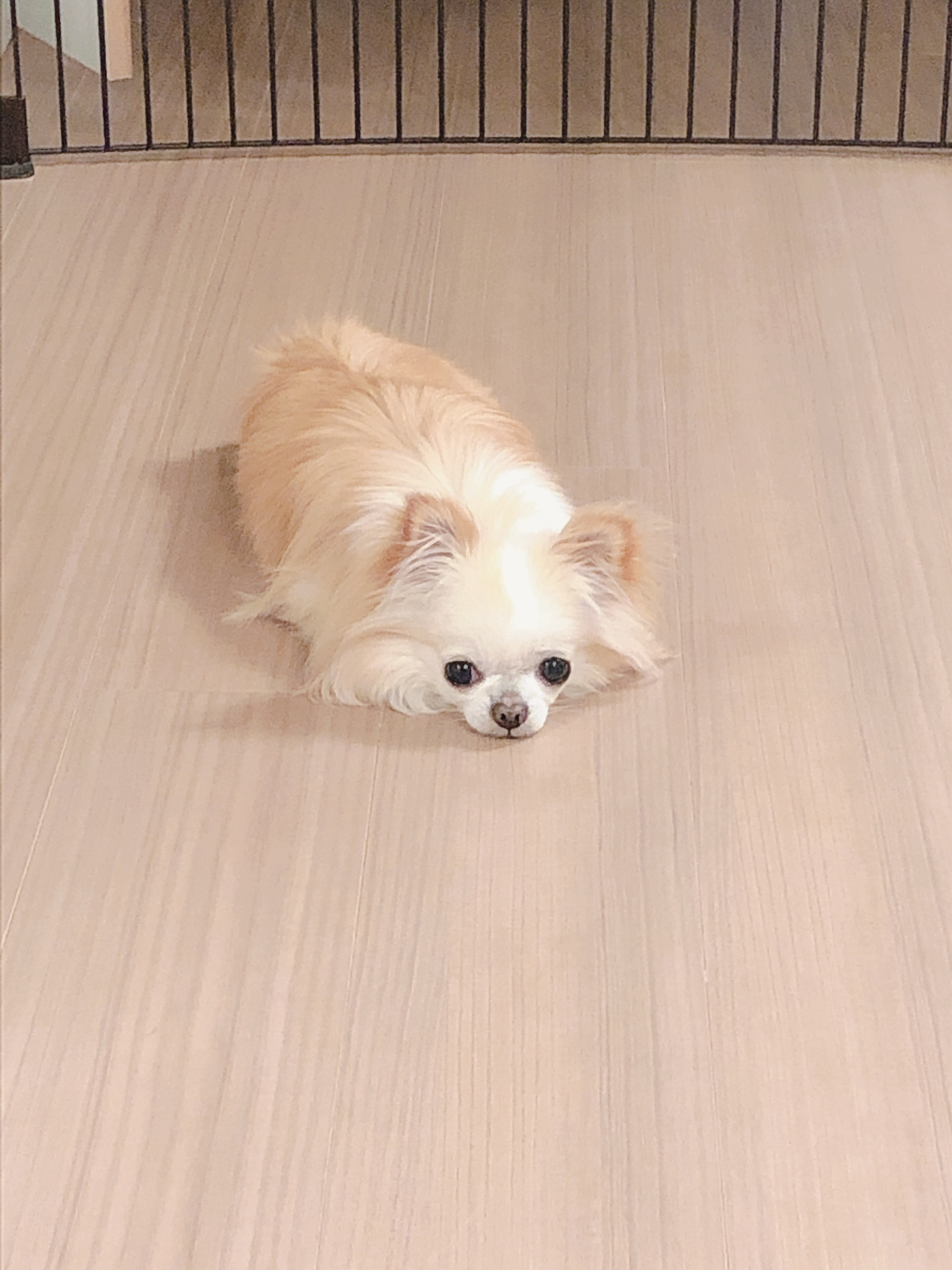 あかりんちゃんの2020/4/18 (土) 13:02のブログ