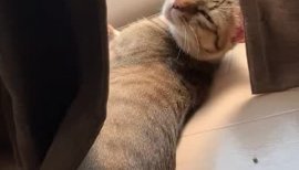 やっぱり海外がすき