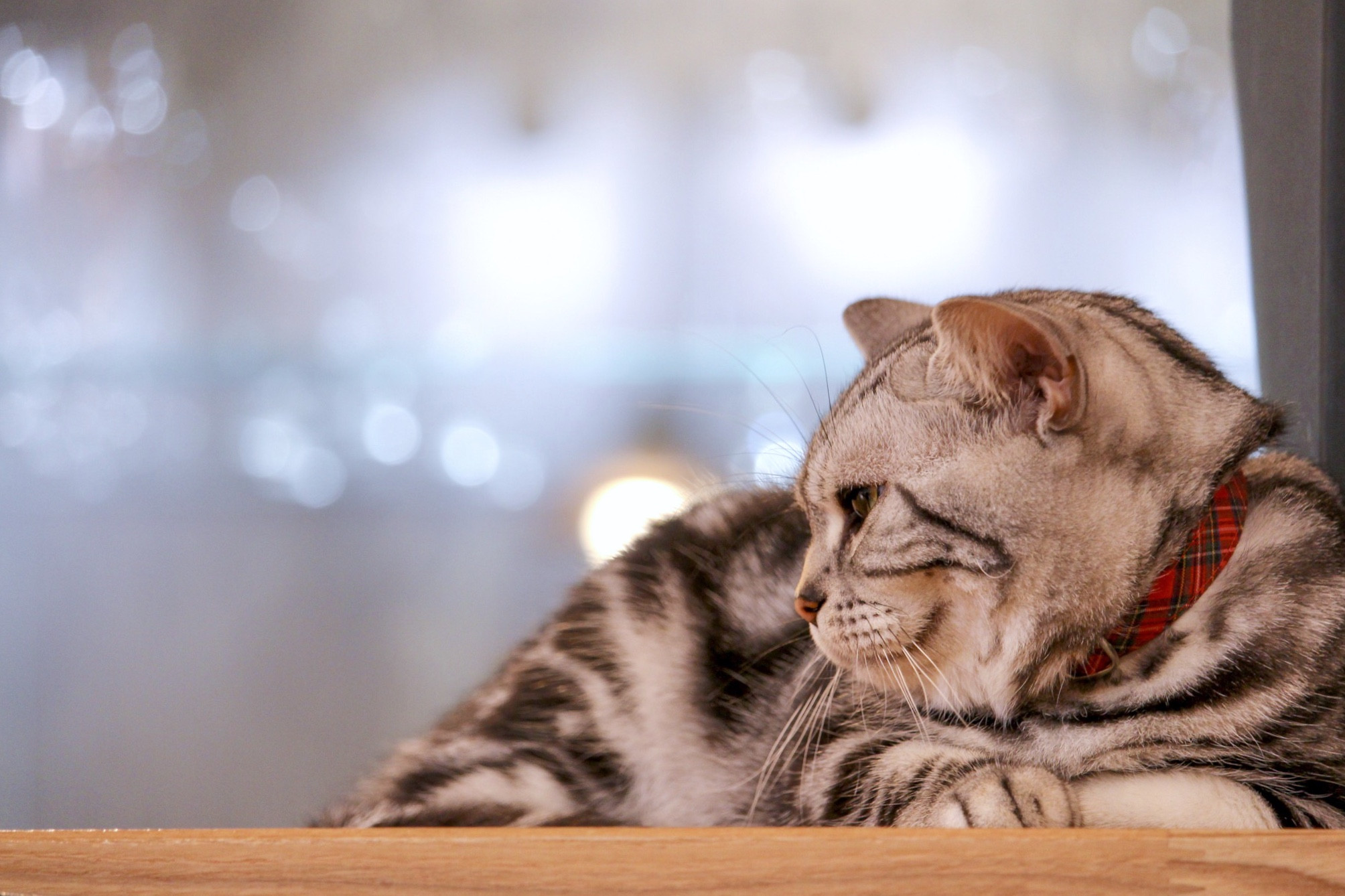 猫カフェ