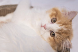 礼奈..ちゃんの2020/6/7 (日) 23:52のブログ