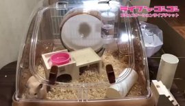 礼奈..ちゃんの2020/6/2 (火) 10:52のブログ