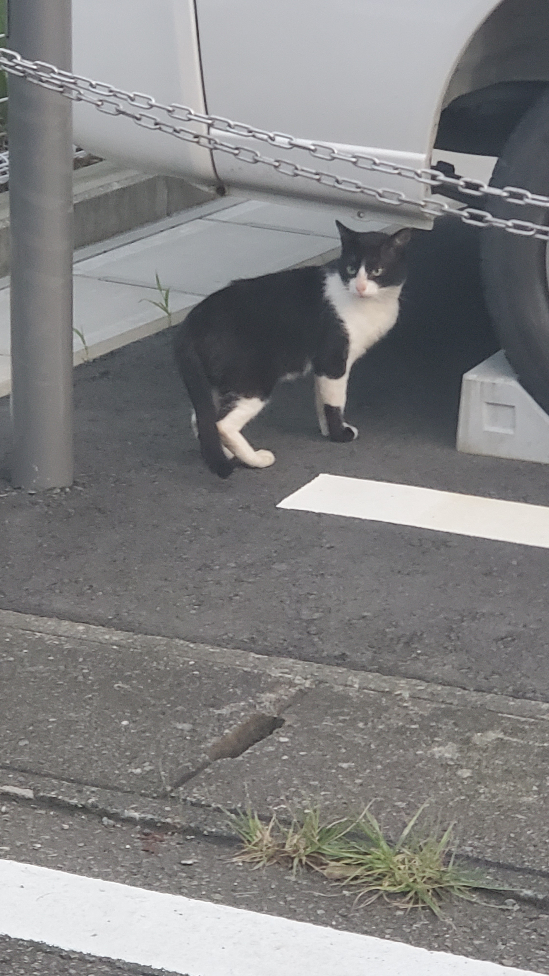 猫ちゃんに見送られて