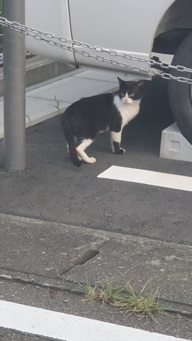 猫ちゃんに見送られて