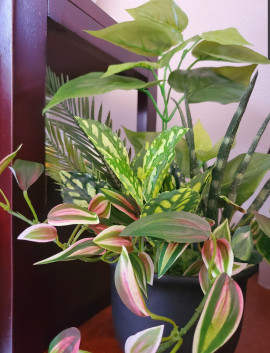 部屋の植物