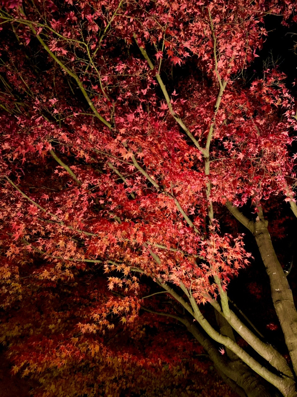 紅葉見に行ってきました^^